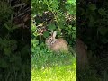 Cute bunnies around my neighborhood #nature #bunnywatch #rabbit #cottontail #bunnyofinstagram