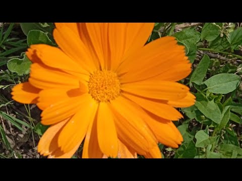 Video: Biljke nevena ne cvjetaju - razlozi zbog kojih neven ne cvjeta