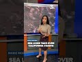 Sea Lions Take Over California Coasts