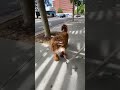 One confident doodle walking on a loose leash!