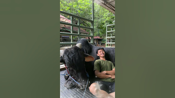 BUKAN MILIKNYA_2 SAPI PO YANG TAK DI SEMB3LIH DIRUMAH IRFAN HAKIM #artis #sapi #sapijumbo #irfan