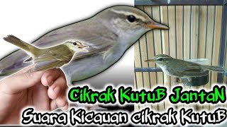 Suara kicauan cikrak kutub jantan