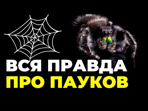 Приметы про пауков ! Увидеть, Ползет, Спускается - Утром и Вечером, в доме, на улице, в машине