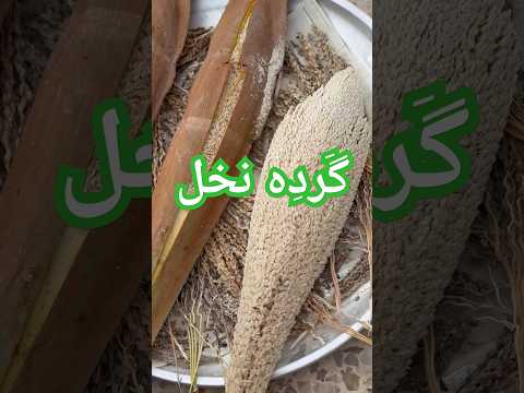 کسی میدونه گرده درخت نخل رو چکارش میکنن خرما نخل رطب رمضان بوشهر