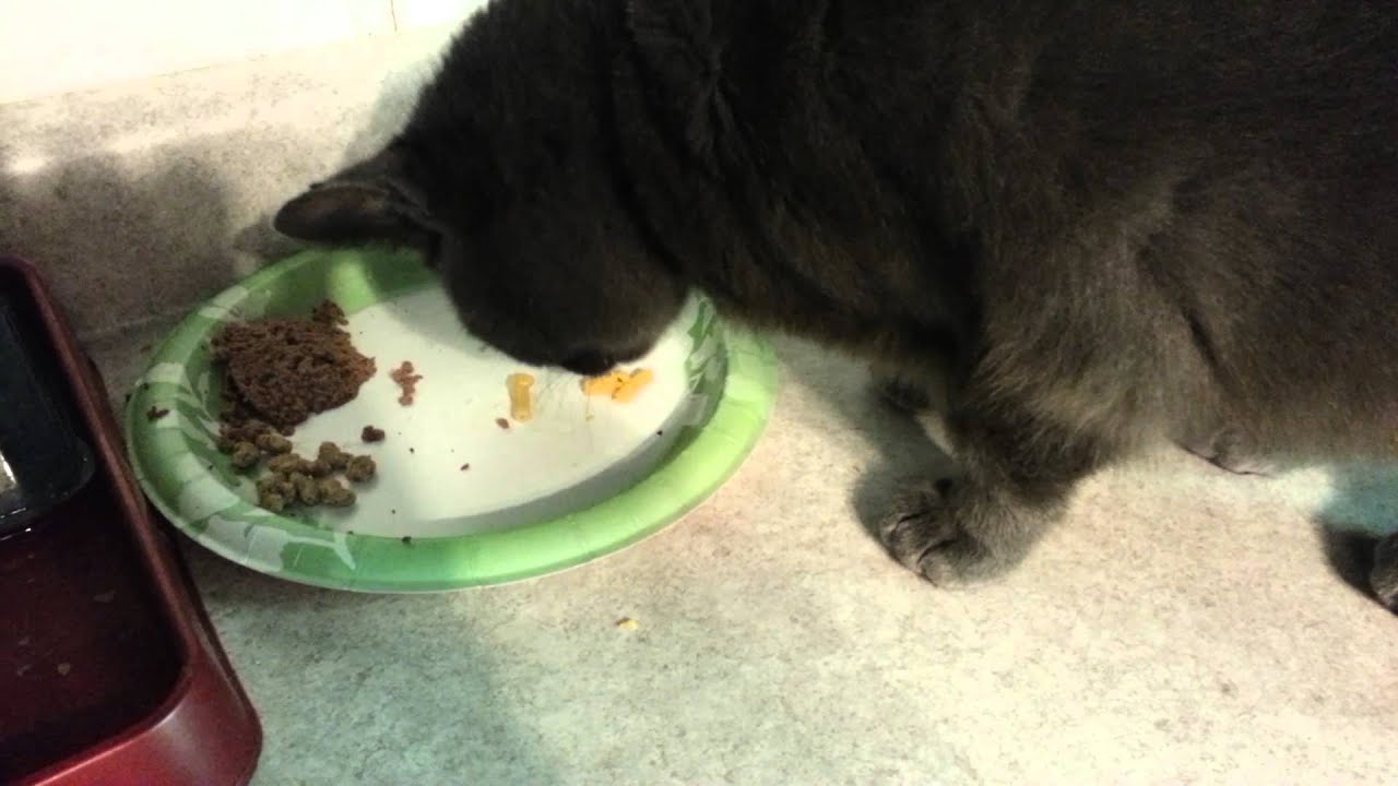 Cat eating Kraft macaroni & cheese - YouTube