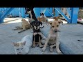 Feeding Street Cats and Dogs 🐕🐈 