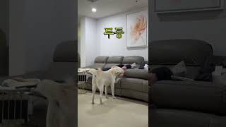 밤12시 갑자기 배가 아파서 나가자는 이풍순(삼겹살구운 엄마가 잘못했네) #멍스타그램 #강아지 #강아지일상 #풍산개 #cutedog #반려견 #반려동물 #아빠사랑 #이풍순