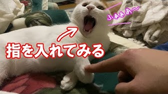 猫のあくび Youtube