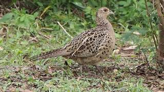 1061207花蓮東華大學母環頸雉（Phasianus colchicus）