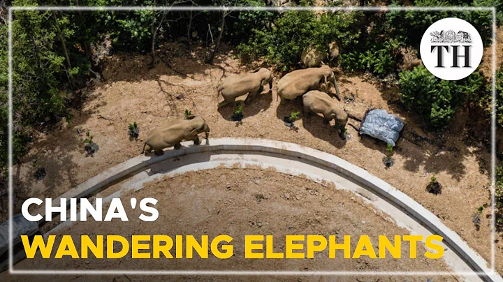 China's wandering elephants - DayDayNews