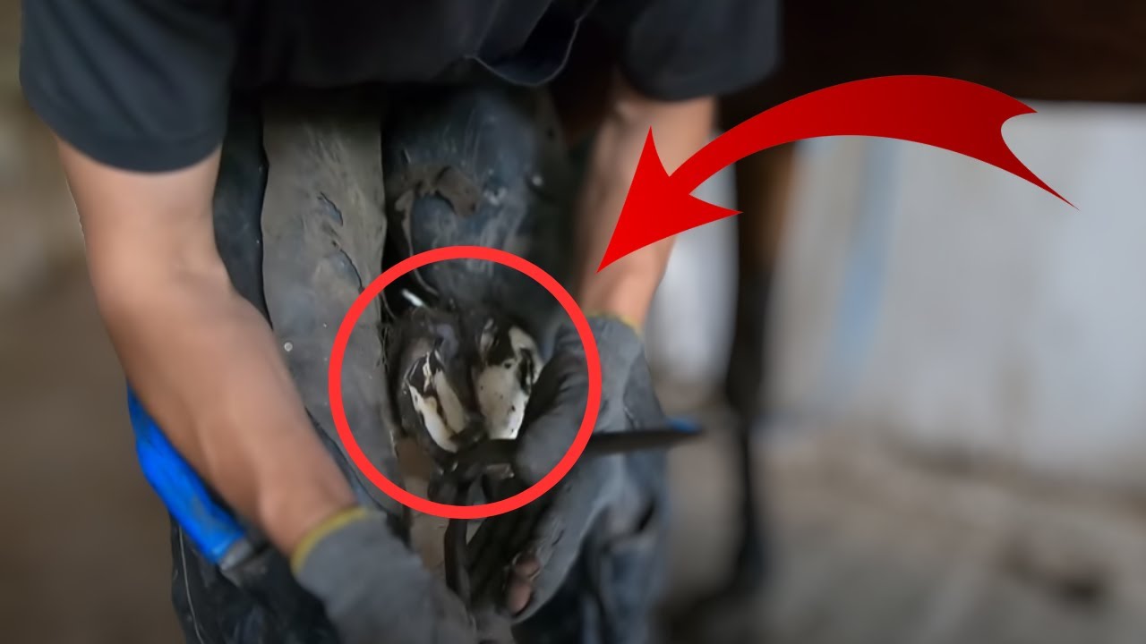 Horse Hoof ABSCESS // How I HELP Him RECOVER // HORSESHOEING YouTube