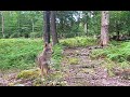 Trail Cam Videos- WingHome Edition