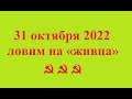 31 октября 2022 ловим на живца.