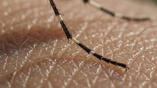 Mosquito: the deadliest insect