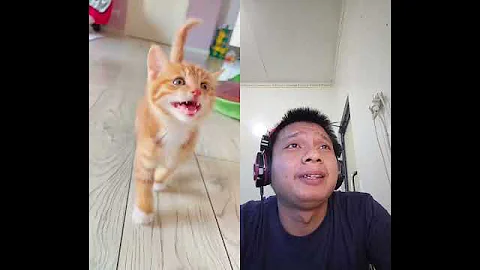 Watch the video about Cutest Kittens Walking Together Like a Fluffy Parade | Adorable and Funny Cat Video Compilation