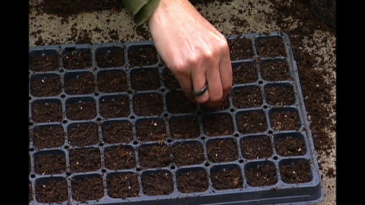 Planting Seed Trays for Winter Garden - YouTube