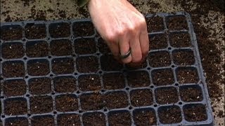 Planting Seed Trays for Your Winter Garden