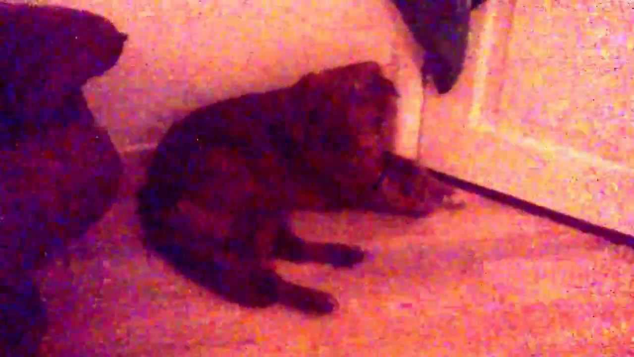 !!FIFI!! Min hund YouTube