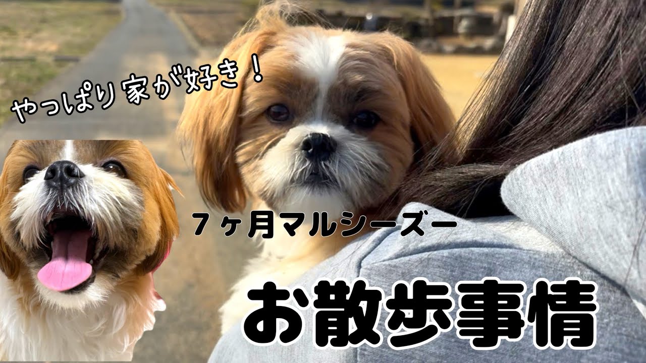 【お散歩】お外が怖い７ヶ月マルシーズー🐶🐾犬が見やすいアニメも見てみたよ😊