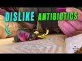 Frog’s Dislike for Antibiotic Administration