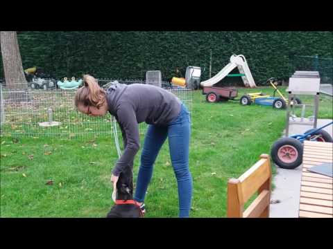 Video: Hoe Een Hond Te Chippen?