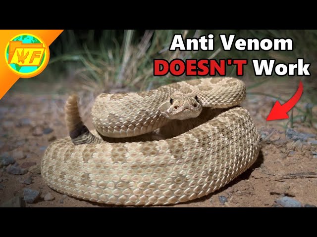 western diamondback rattlesnake venom