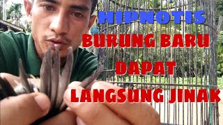 penakluk segala jenis burung