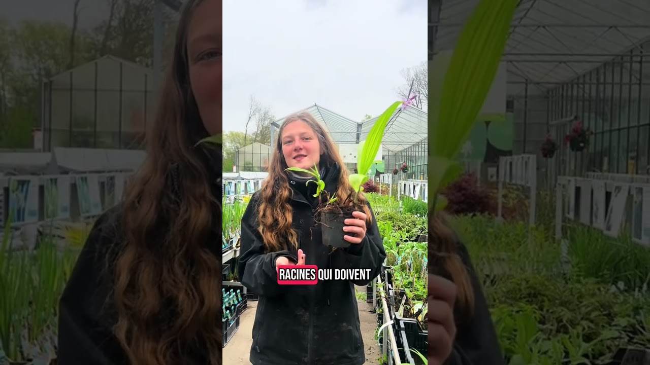 Nouveau chez Aquiflor : la Bletilla striata ! Vous allez adorer sa floraison généreuse