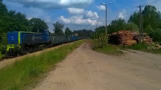 Próźniak Długokątecki W Czerwcowym Gąszczu