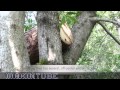 The art of log hive making expert only