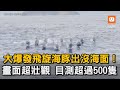 大爆發飛旋海豚出沒海面！ 畫面超壯觀 目測超過500隻｜飛旋海豚｜海豚｜生態｜海洋｜美景