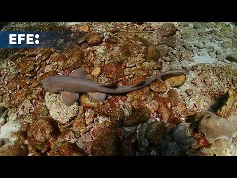 Tailandia cría tiburones bambú para salvar la especie en las icónicas islas Phi Phi
