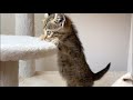 キャットタワーで遊ぶ仔猫