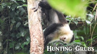White-faced Capuchin Monkey hunting grubs under tree bark - Costa Rica