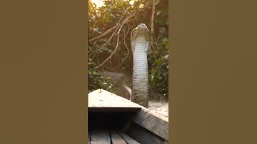 Giant Python has surprised #shorts #wildlife #giantpython