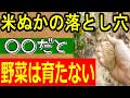 【注意!】畑の土作りで米ぬかを使用する際の注意点