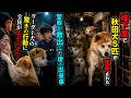 地下室に閉じ込められていた秋田犬5匹を発見した警察―救出後、リーダー格の犬が見せた驚きの行動#海外の反応 #海外の話 #海外の感動話 #秋田犬