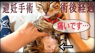 【閲覧注意】避妊手術後のベンガル猫ベルの様子