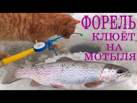 Video: Kaip žiemą žvejoti Be Kraujo Kirminų