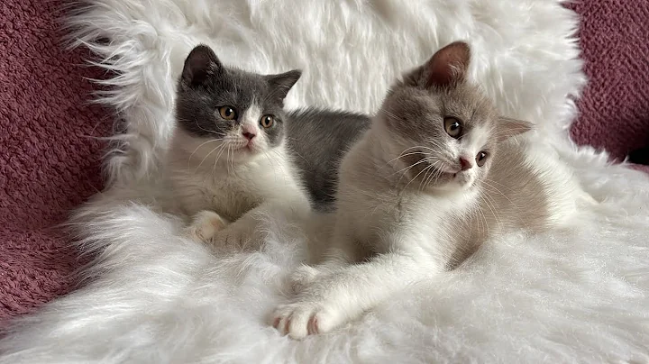 Video 1620501: british shorthair lilac girl, british shorthair lilac boy, british kitten
