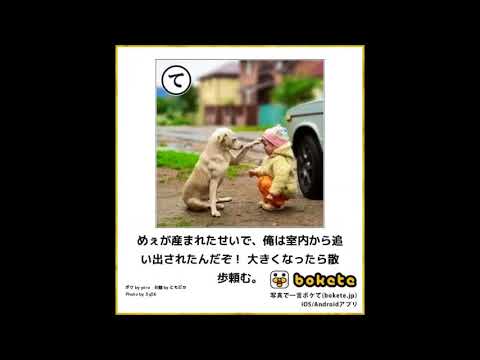 ここへ到着するボケて 猿 犬