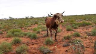 Indee Station Cattle Muster - Ep 33 Motorcycle Journey