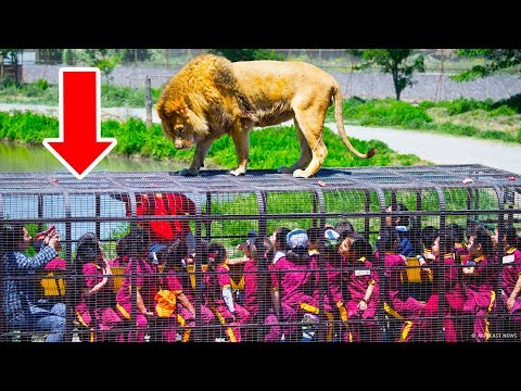 Зоопарк, где в клетках посетители, а животные свободны