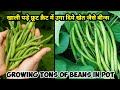 How To Grow Beans In Container | How to grow Tons Of long Beans At Home | गमले में ढेर सारे बीन्स