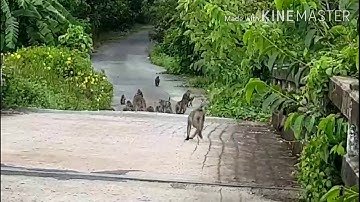 Du lịch Đất Mũi/Gác kèo Ong/Rừng U Minh thượng