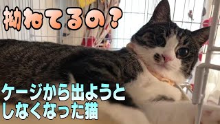 下僕(飼主)の仕事再開で留守がちになったら拗ねてケージでいじけるようになった猫 下僕(飼主)の仕事再開で留守がちになったら拗ねてケージでいじけるようになった猫