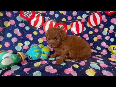堺市のペットショップのトイプードルペットNo.250605の子犬動画サムネイル