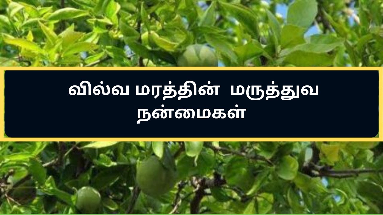 வில்வ மரத்தின் மருத்துவ நன்மைகள் Medical Benefits of Bilva/Vilva Tree வில்வ மரத்தின் பயன்கள்