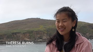 Sargassum Muticum: A Story of a Seaweed