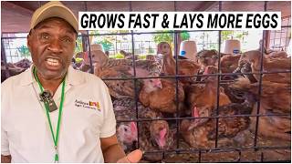 Why Rainbow Chicken Is Perfect For Small Farmers
